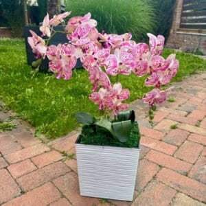 Fehér-rózsaszín cirmos orchidea