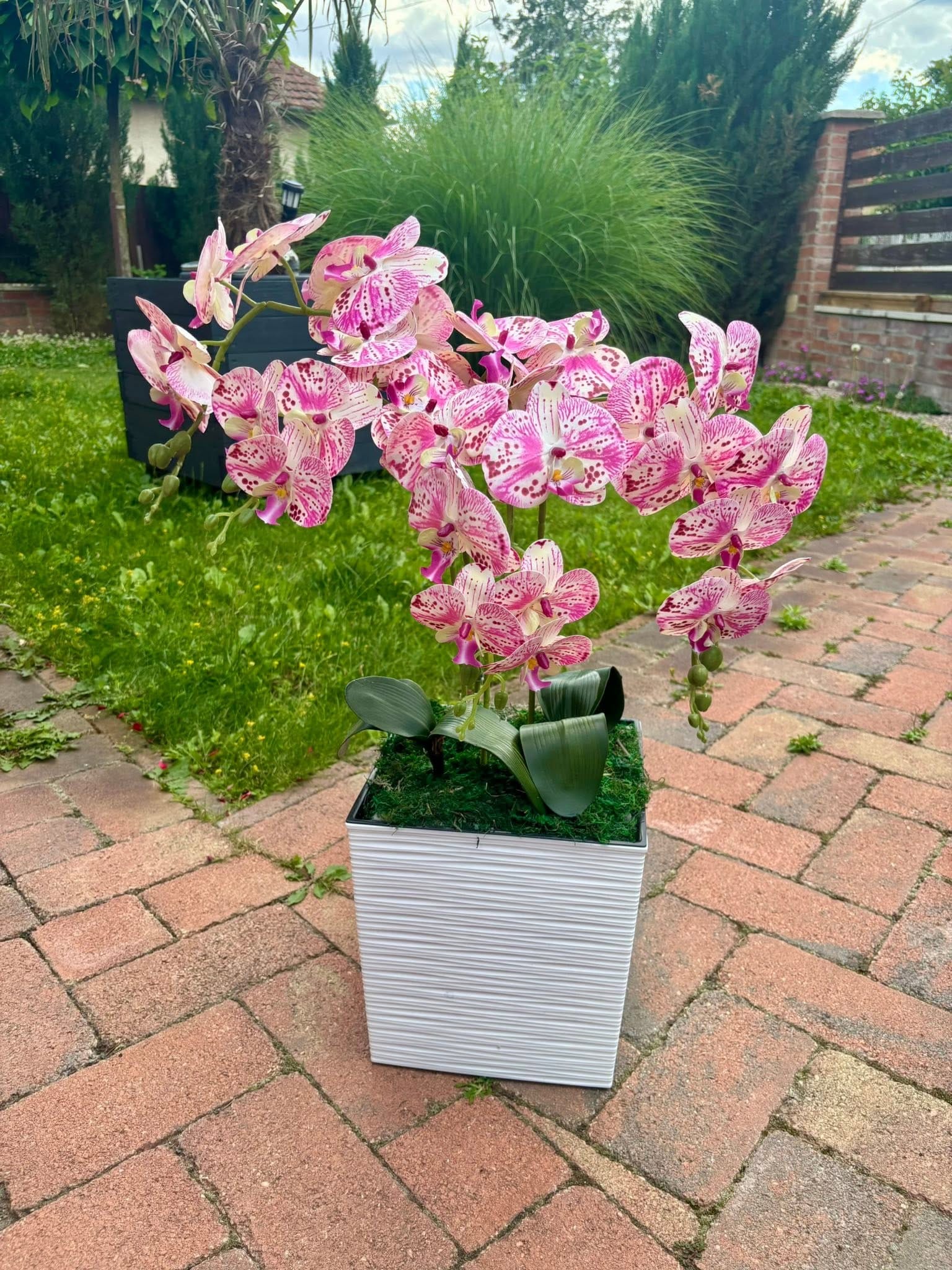 Fehér-rózsaszín cirmos orchidea