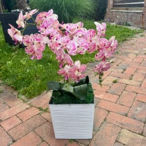 Fehér-rózsaszín cirmos orchidea