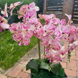 Fehér-rózsaszín cirmos orchidea