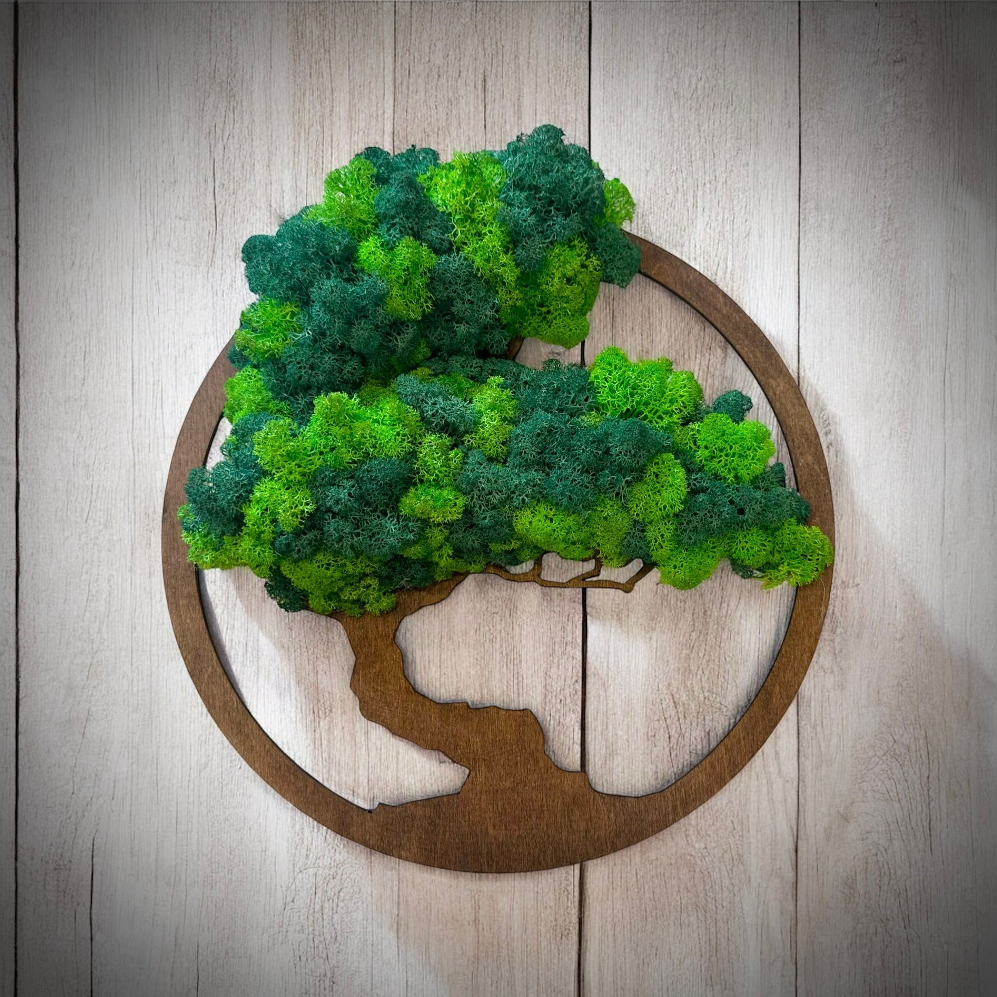 Bonsai fa tartósított izlandi zuzmóból