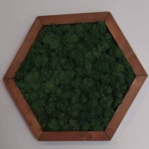 Hexagon falikèp izlandi zuzmóval