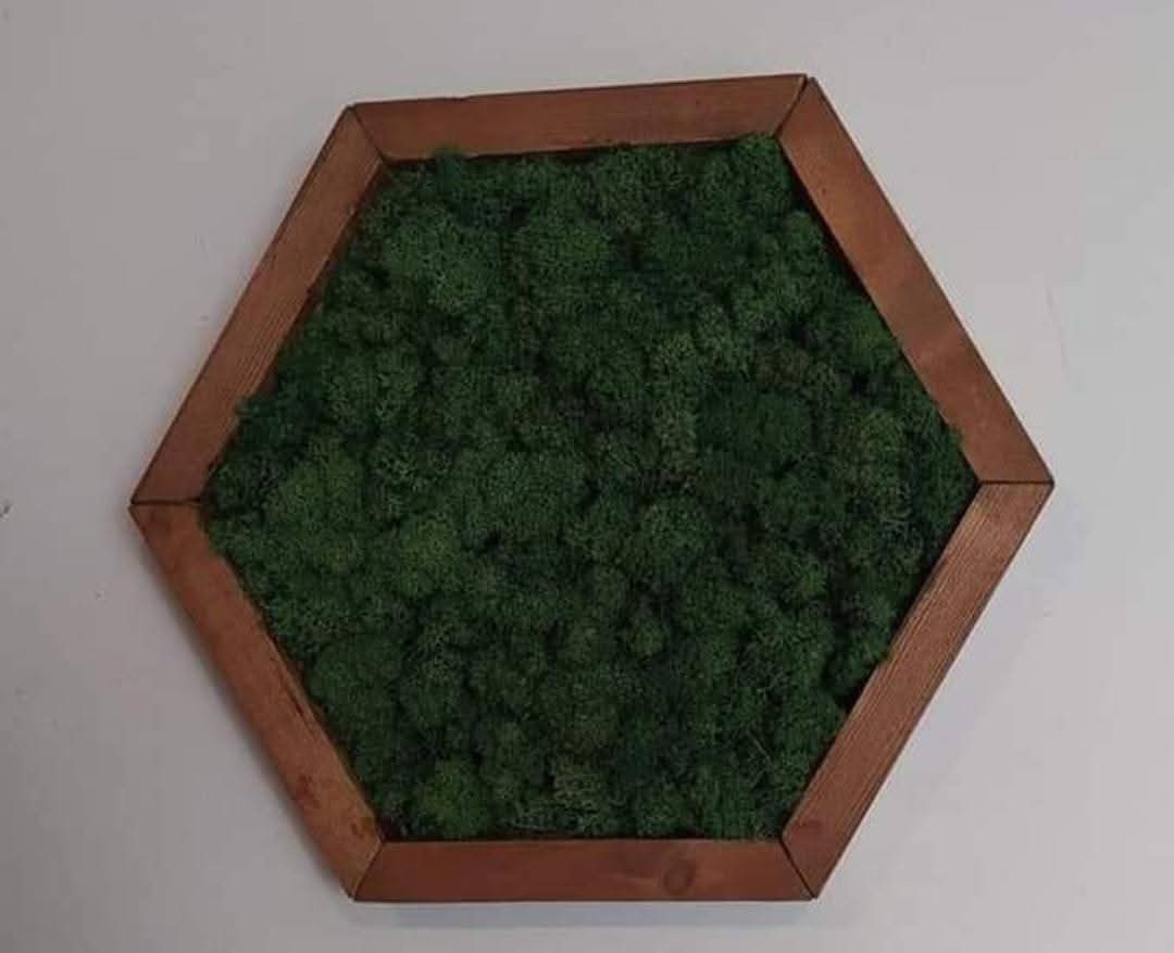 Hexagon falikèp izlandi zuzmóval
