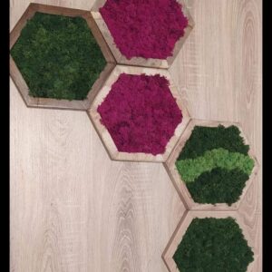 Hexagon falikèp izlandi zuzmóval