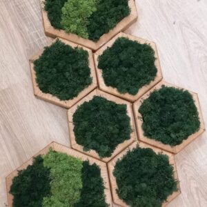 Hexagon falikèp izlandi zuzmóval