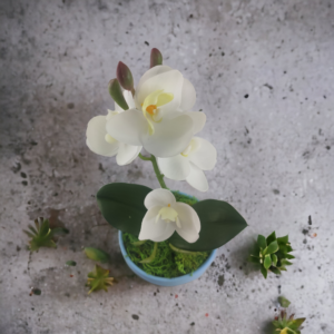Fehér mini orchidea pasztellszínű agyagkaspóban ORM104