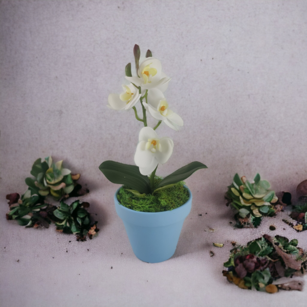 Fehér mini orchidea pasztellszínű agyagkaspóban ORM104