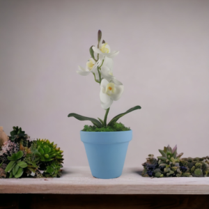 Fehér mini orchidea pasztellszínű agyagkaspóban ORM104