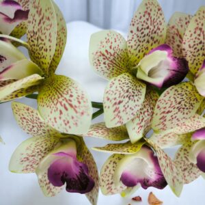 Sárga lila nagyméretű egyszálas csónakorchidea ORC110