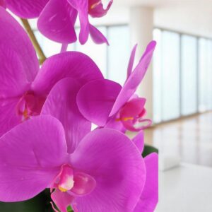 Nagyméretű ciklámen orchidea OR108