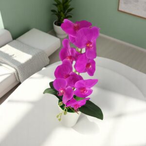 Nagyméretű ciklámen orchidea OR108