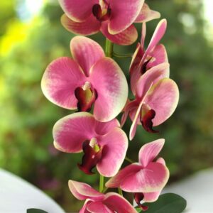 Pink, krém lepkeorchidea OR116