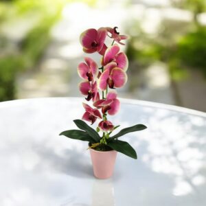 Pink, krém lepkeorchidea OR116