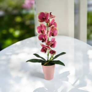 Pink, krém lepkeorchidea OR116