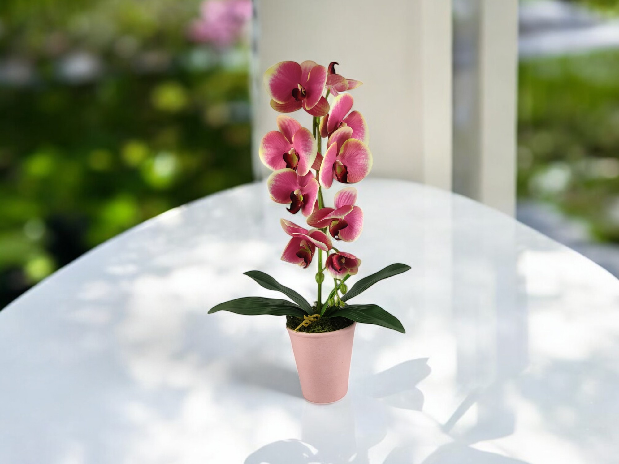 Pink, krém lepkeorchidea OR116