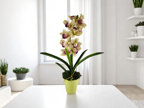 Sárga lila nagyméretű egyszálas csónakorchidea ORC110