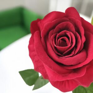 Élethű, óriás fejű vörös bársonyrózsa fehér kaspóban ROS317