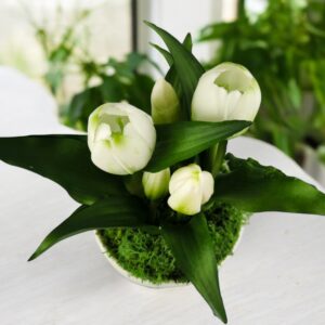 Élethű fehér tulipánok kaspóban TUE527