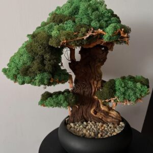 KR Bonsai fa gondozás mentes