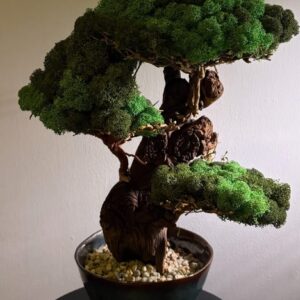 KR Bonsai fa gondozás mentes