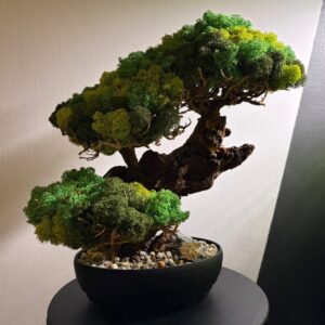 KR Bonsai fa gondozás mentes