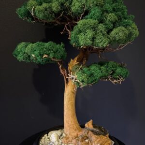 KR Bonsai fa gondozás mentes