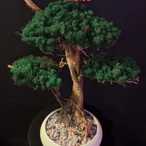 KR Bonsai fa gondozás mentes