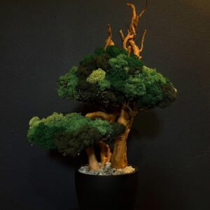 KR Bonsai fa gondozás mentes