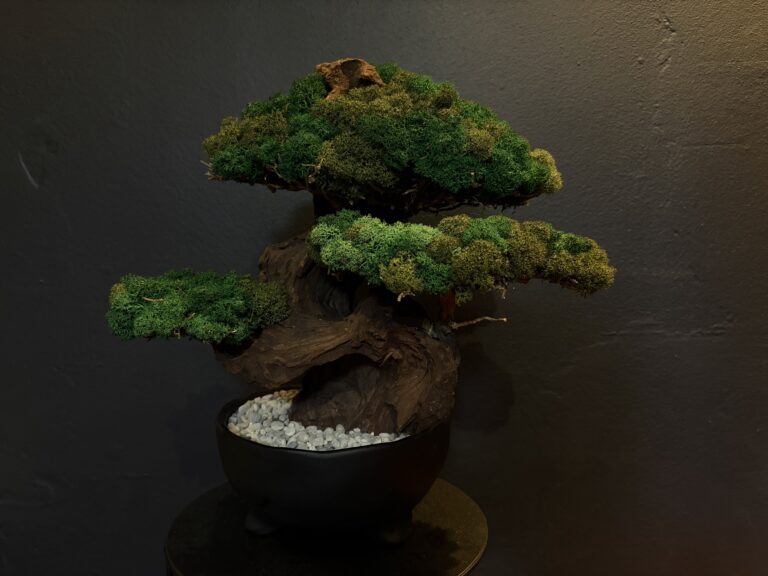 KR Bonsai Gondozás Mentes Bonsai fák