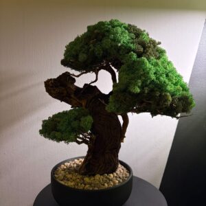 KR Bonsai fa gondozás mentes