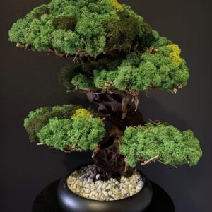 KR Bonsai fa gondozás mentes
