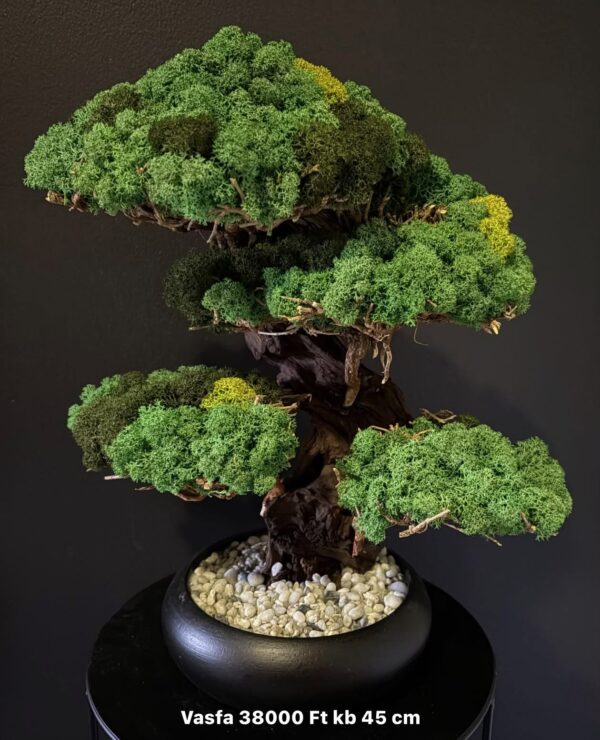 KR Bonsai fa gondozás mentes