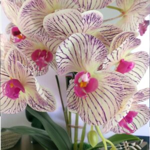 Kétszálas élethű orchidea krém-lila cirmos színben OR202KRLI