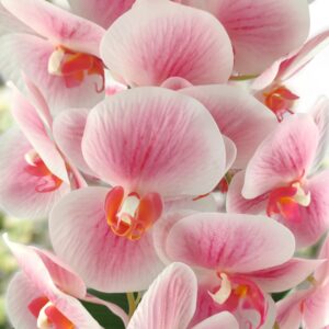 Nagy méretű élethű rózsaszín cirmos kétszálas orchidea OR204