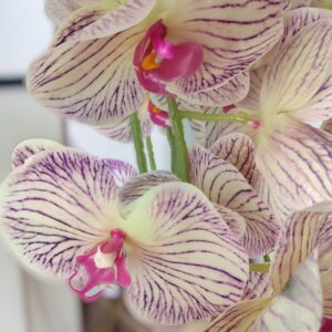 Nagy méretű krém, lila kétszálas orchidea OR206