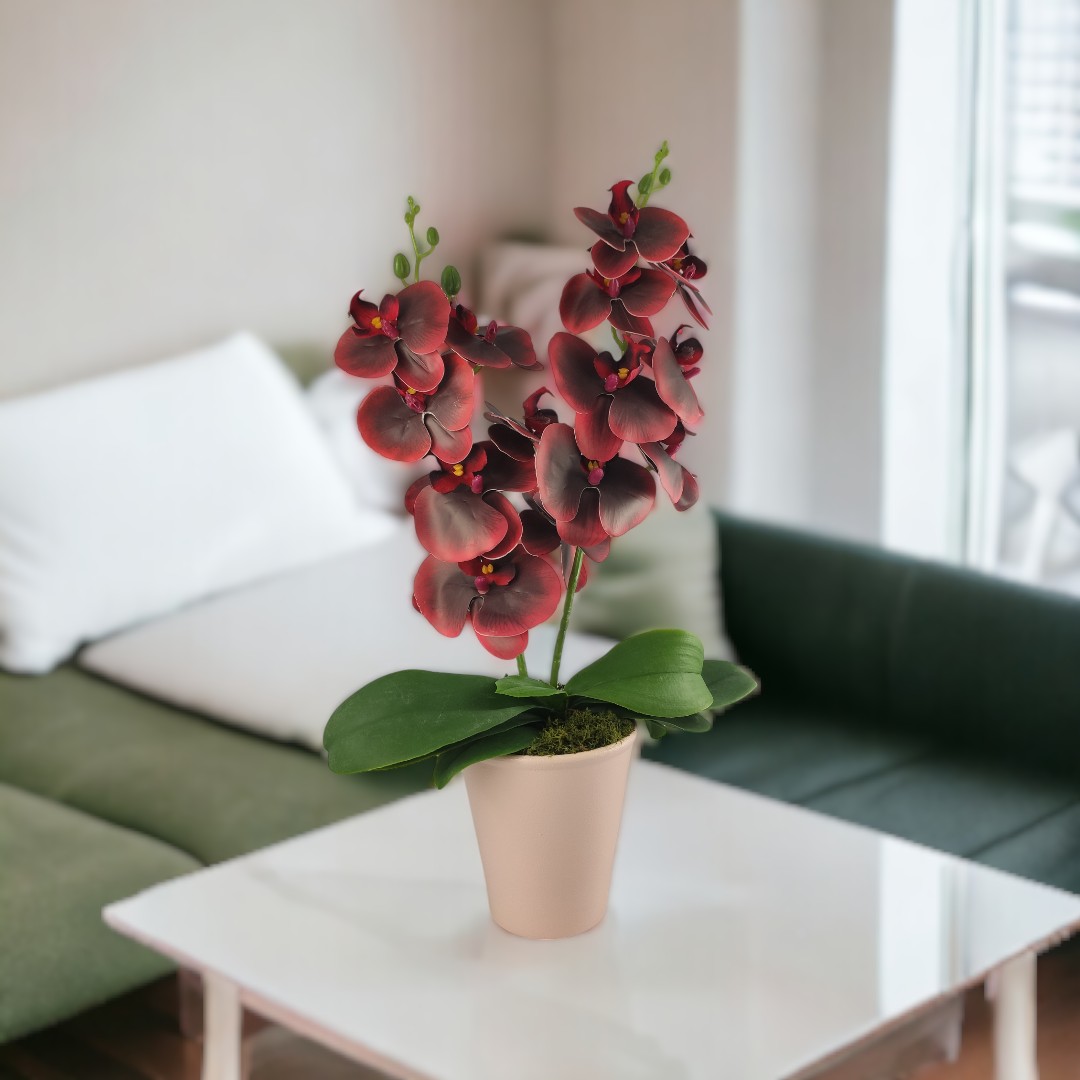 Közepes méretű burgundi kétszálas orchidea OR207