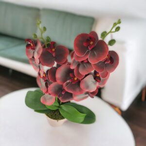Közepes méretű burgundi kétszálas orchidea OR207