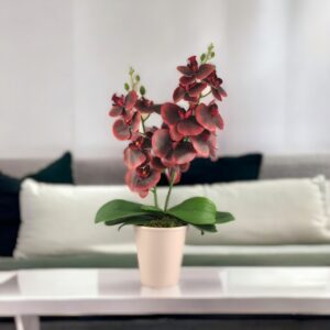 Közepes méretű burgundi kétszálas orchidea OR207
