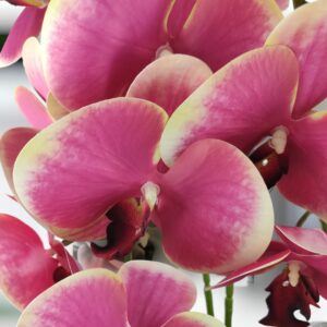 Nagy méretű pink, krémszínű kétszálas orchidea OR208