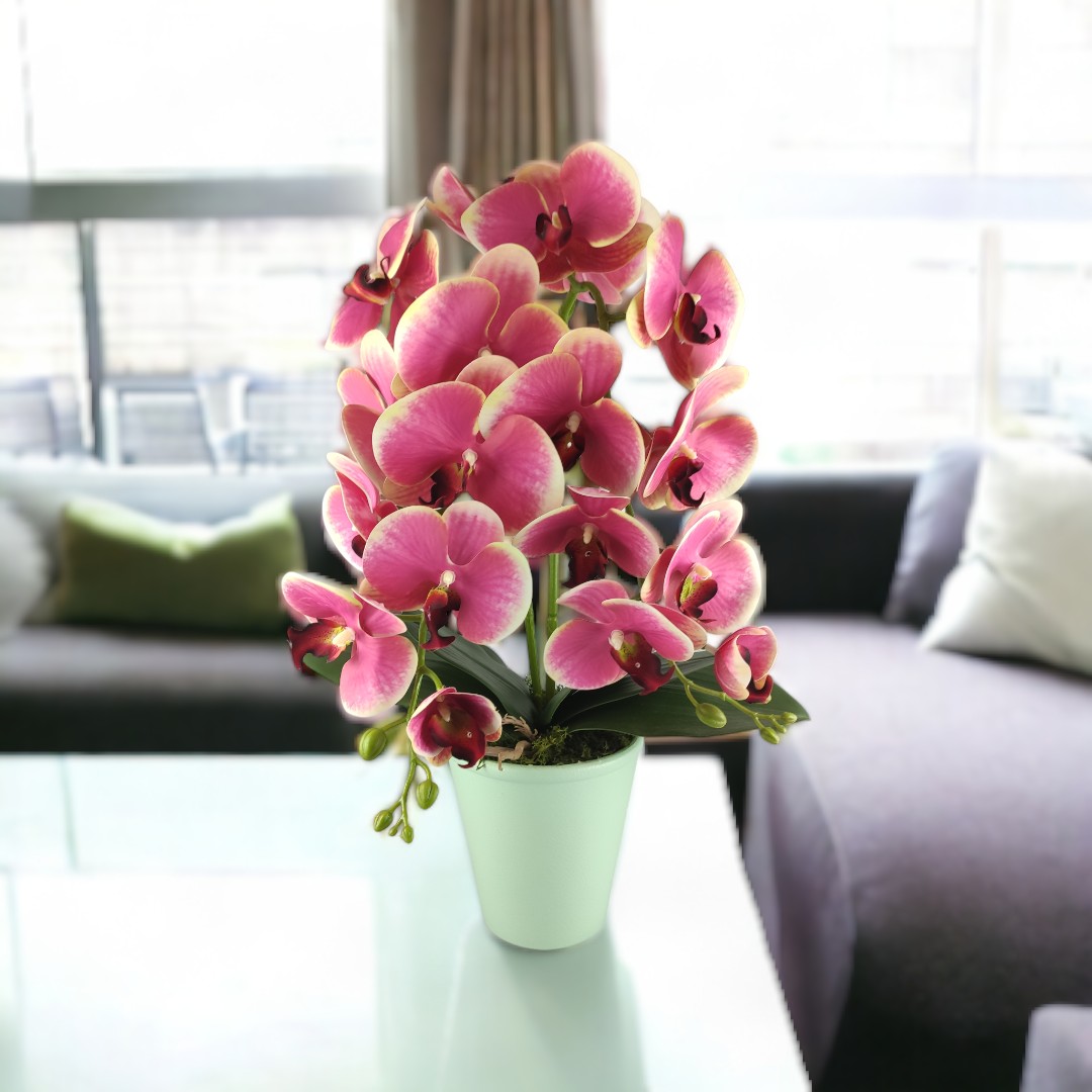 Nagy méretű pink, krémszínű kétszálas orchidea OR208