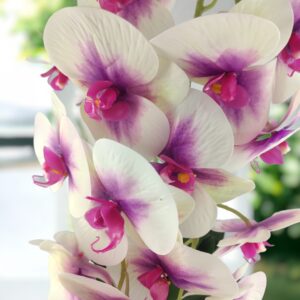 Nagyméretű kétszálas krémszínű, ciklámen élethű orchidea OR213