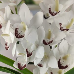 Fehér kétszálas élethű csónakorchidea ORC206
