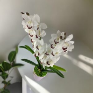 Fehér kétszálas élethű csónakorchidea ORC206