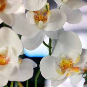 Fehér színű kétágú élethű orchidea színes agyagkaspóban ORK214