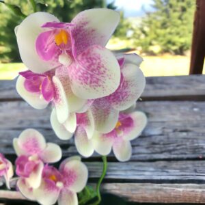 Ciklámen és krémszínű kétágú élethű orchidea színes agyagkaspóban ORK215