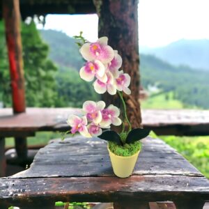 Ciklámen és krémszínű kétágú élethű orchidea színes agyagkaspóban ORK215