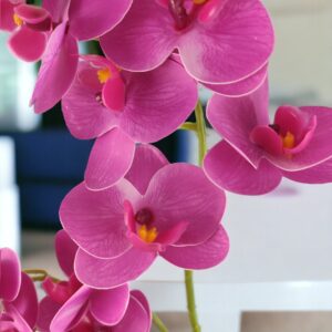 Kisméretű, kétágas ciklámen orchidea ORK219
