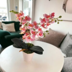 Négyágú rózsaszín, krémszínű kisméretű orchidea ORK404
