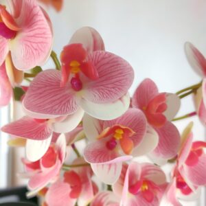 Négyágú rózsaszín, krémszínű kisméretű orchidea ORK404