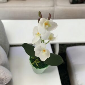 Fehér mini orchidea ORM109